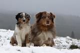 BERGER AUSTRALIEN - ADULT & PUPPY 073